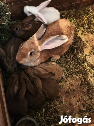 Választási nyulak eladók!