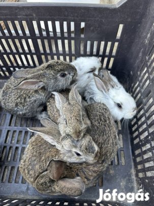 Választási nyuszik 