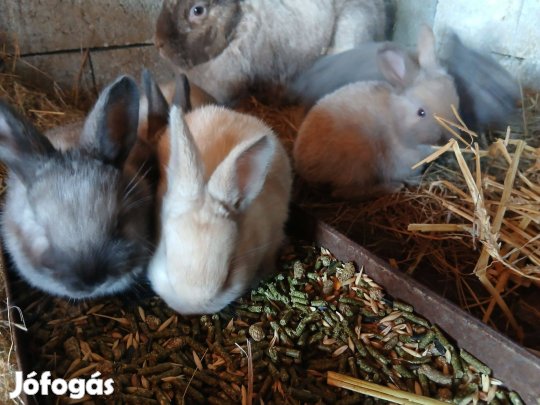 Választási székely kis nyúl, nyuszi eladók