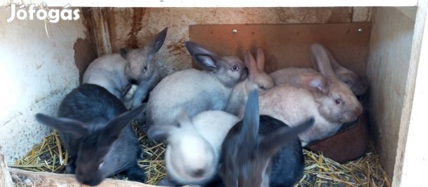 Választási székely nyulak eladók!