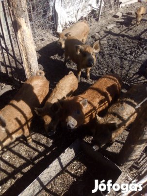 Választó malacok eladók