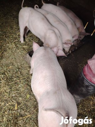 Választott kismalac