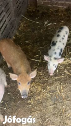 Választott malac 10db