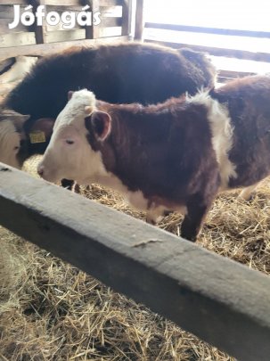 Vállasztási borjú eladó! 