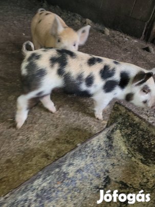 Vállasztási malacok eladó! 