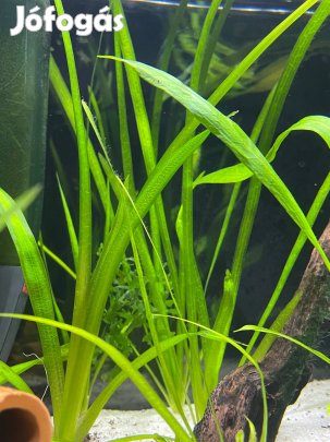 Vallisneria akvárium növény