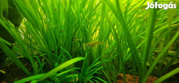 Vallisneria akvárium vizinövény eladó