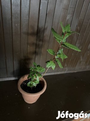 Valódi fűszerbabér (Laurus nobilis)