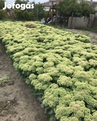 Varjúháj (Sedum) eladó