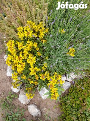 Varjuháj. (Sedum kamtschatiam vár.)