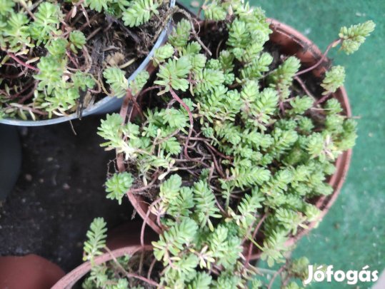 Varjúháj, pozsgás növény sziklakertbe, talajtakarónak