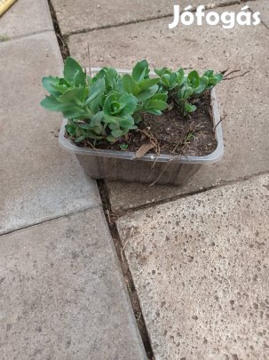 Varjúháj időjárásálló