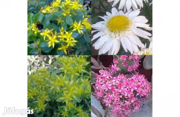 Varjúhájak, évelő fehér Margaréta