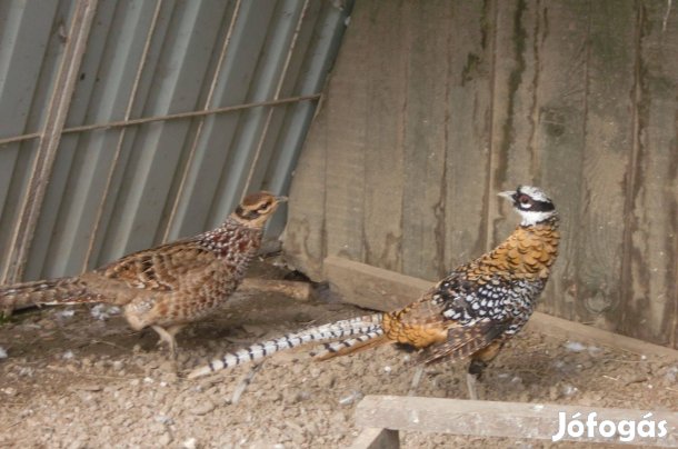 Vásárolnék királyfácán kakast