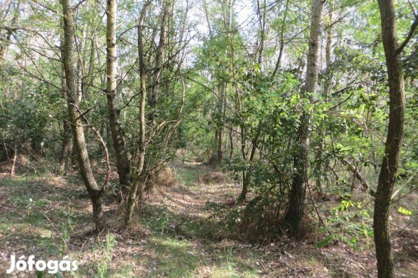 Vásárosnamény mellett I L K Erdő Eladó !!!!