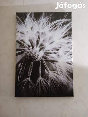 Vászonkép pitypangos 60 × 40