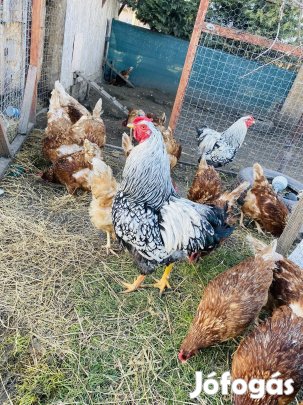 Vegyes állománytól keltethető tojás