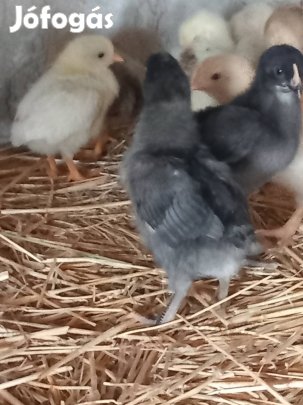 Vegyes fajta csibék költöznének.