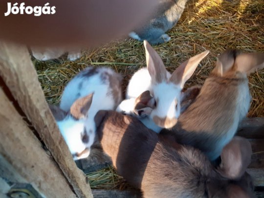 Vegyes ivarú nyúlak