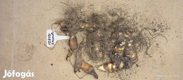 Vegyes kánna többféle színben előhajtatáshoz, korai virágzáshoz!