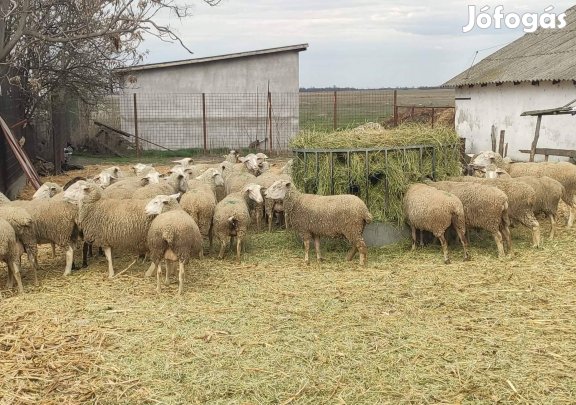 Vegyes korú anyajuhok eladók