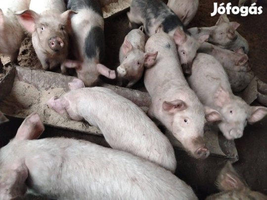 Vegyes súlyú südö