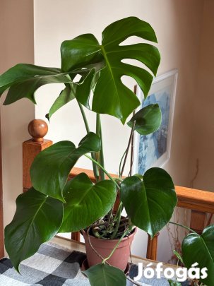 Vegyes szobanovenyek eladok