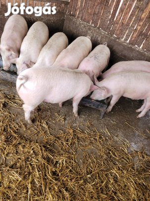 Vegyes takarmányon nevelt 120-150 kg hízzok eladók 