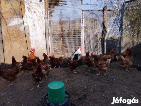 Vegyeshasznosítású tyúk tojás