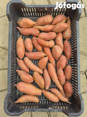 Vegyszermentes Édesburgonya / Batáta
