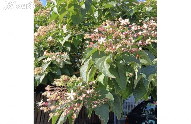 Végzetcserje, Szerencsefa Clerodendum Trichotomum