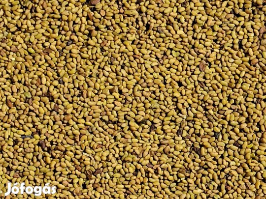 Vékonyszárú Lucernamag, Lucerna mag Eladó Postai Utánvétellel. Mágnese