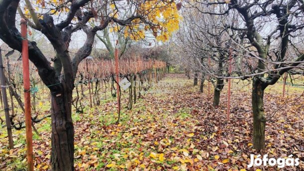 Velencei 564 nm-es telek eladó