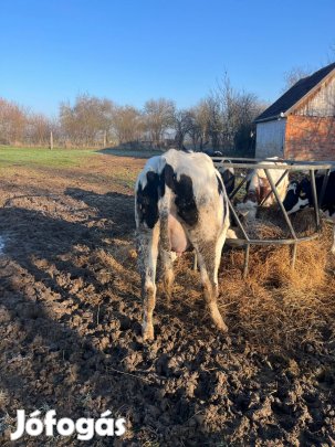 Vemhes Holstein üsző eladó
