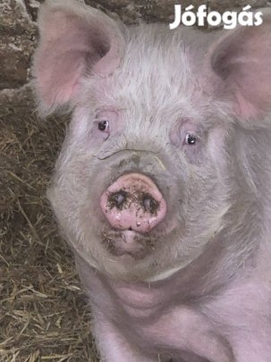 Vemhes anya 2 db+1 kandisznó eladók!