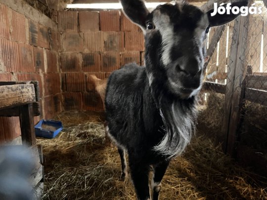 Vemhes anya kecske eladó
