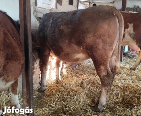 Vemhes charolais-fríz üsző