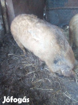 Vemhes göbe eladó