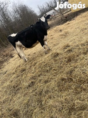 Vemhes üsző eladó 