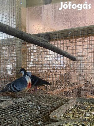 Vérbegyű galam pár eladó