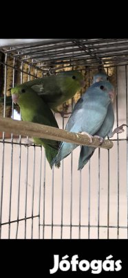 Verébpapagáj fiatalok eladók