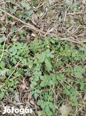 Vérehulló fecskefű (Schöllkraut) palánták eladók!