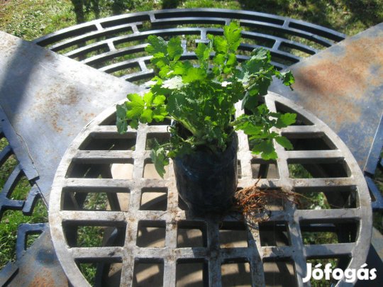 Vérehulló fecskefű tövek eladóak cserépben !