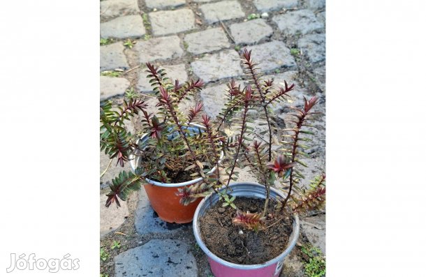 Veronikacserje Hebe Red Edge