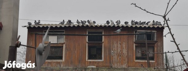 Versenygalambok eladóak