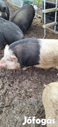 Vetnami malacok eladó