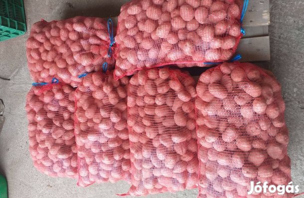 Vető méretű Burgonya Bellarosa