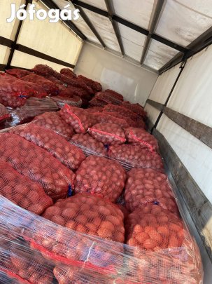 Vető méretű burgonya