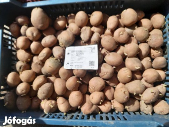 Vető méretű burgonya eladó