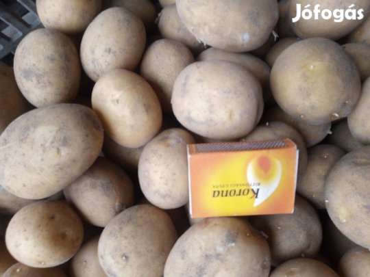 Vető méretű burgonyaeladó 100Ft/kg